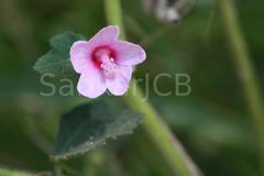 Urena lobata subsp. lobata